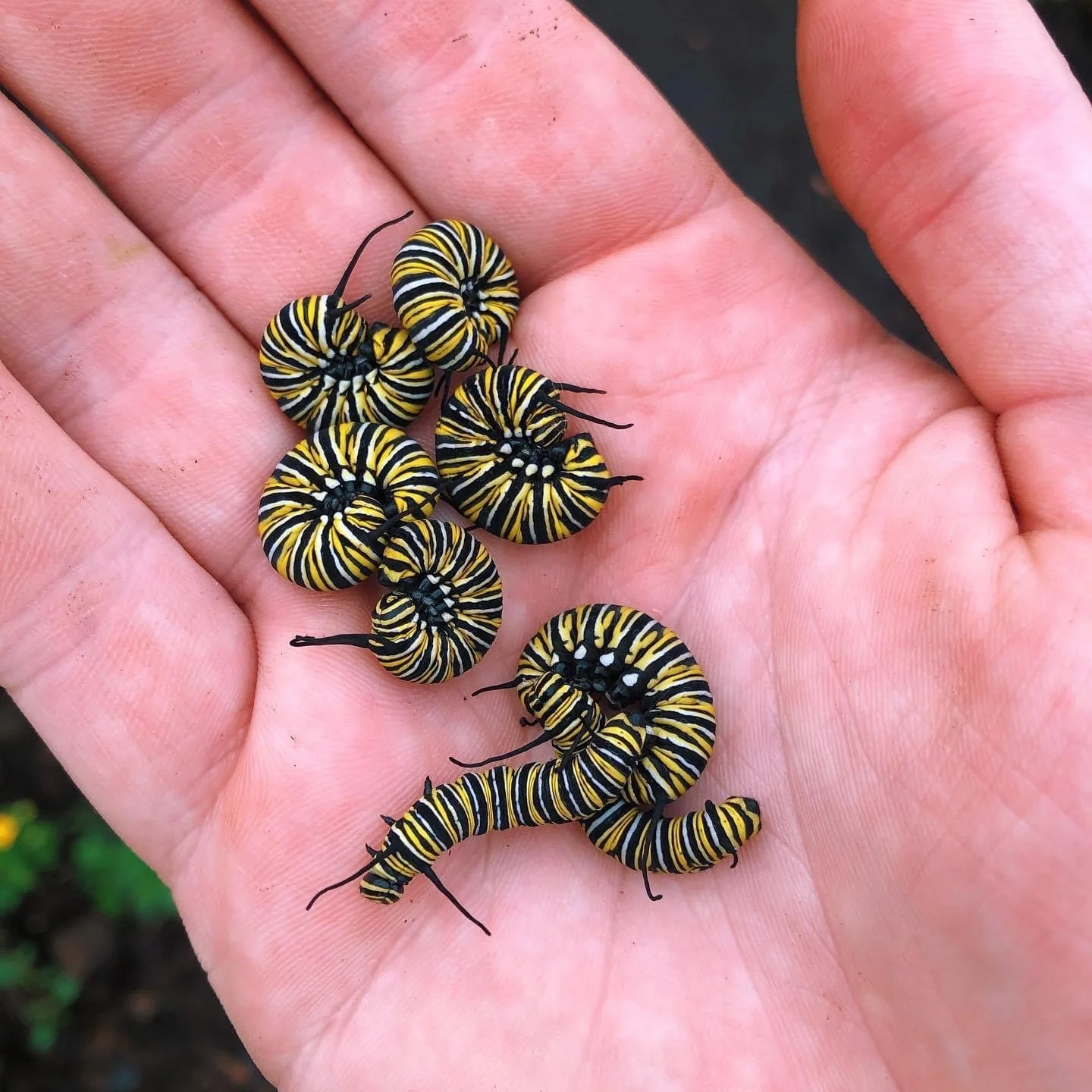 Eggs & caterpillars — Bugs & Butterflies UK