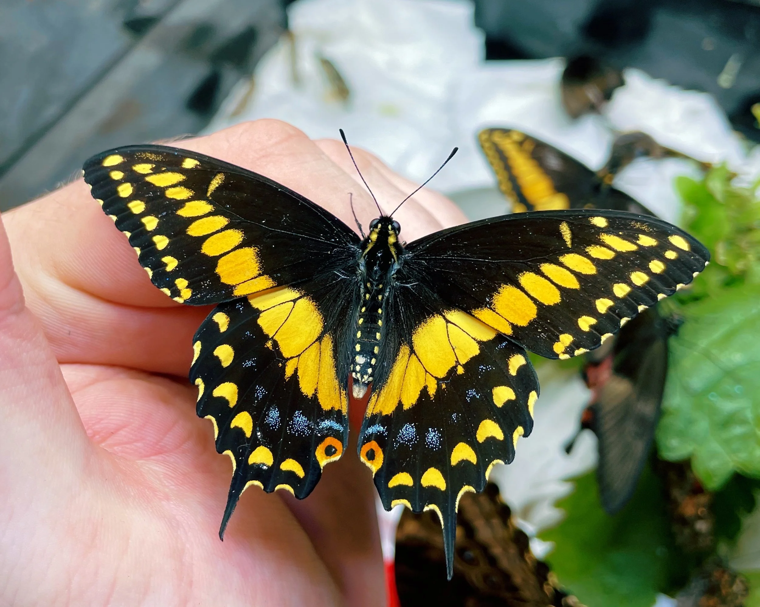 Passionvine Butterfly Care Guide — Bugs & Butterflies UK