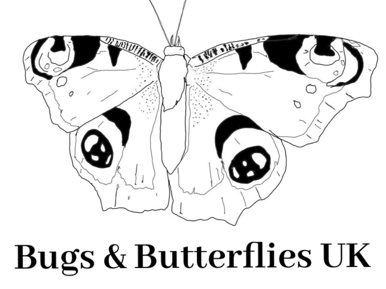 Bugs &amp; Butterflies UK