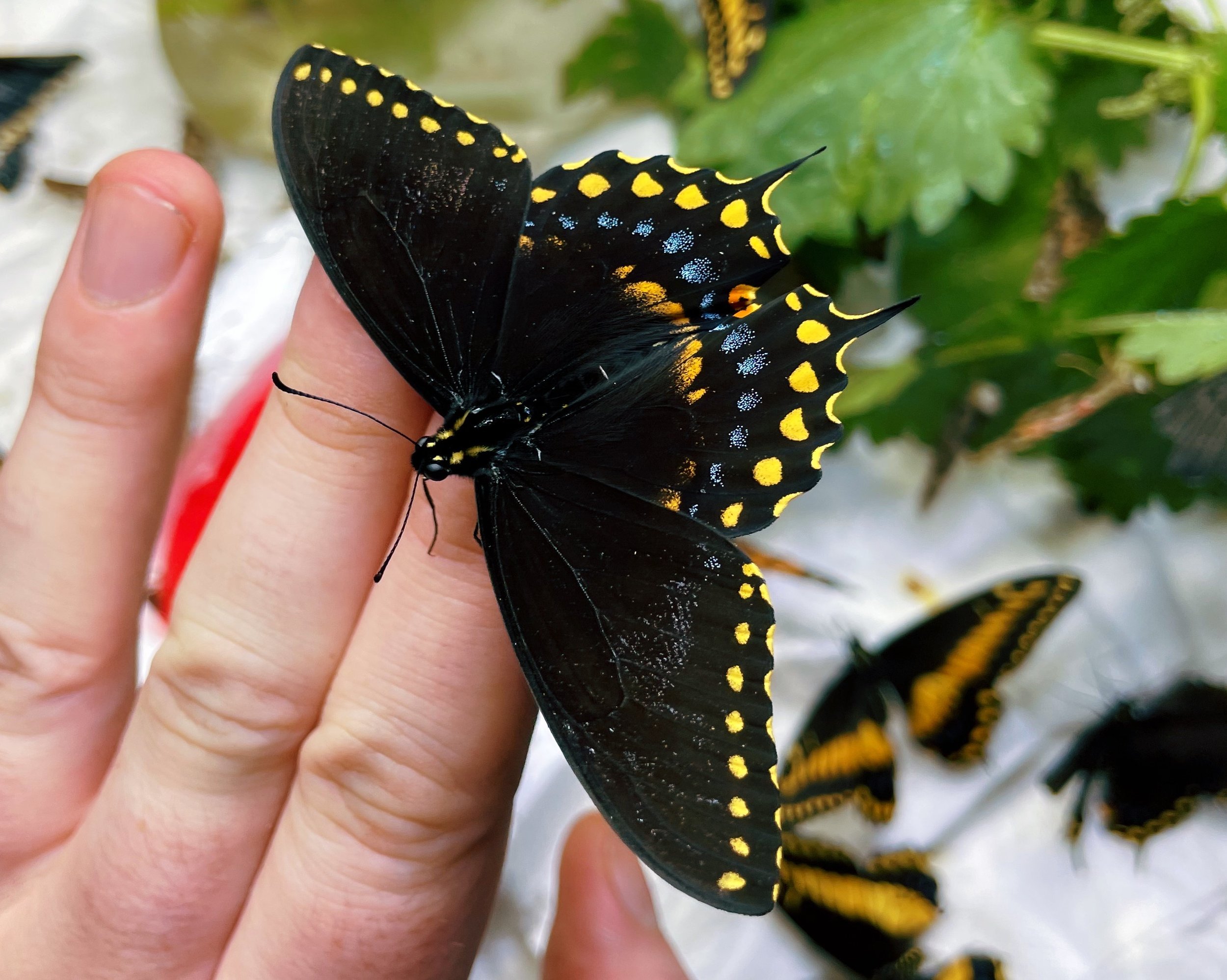 Passionvine Butterfly Care Guide — Bugs & Butterflies UK