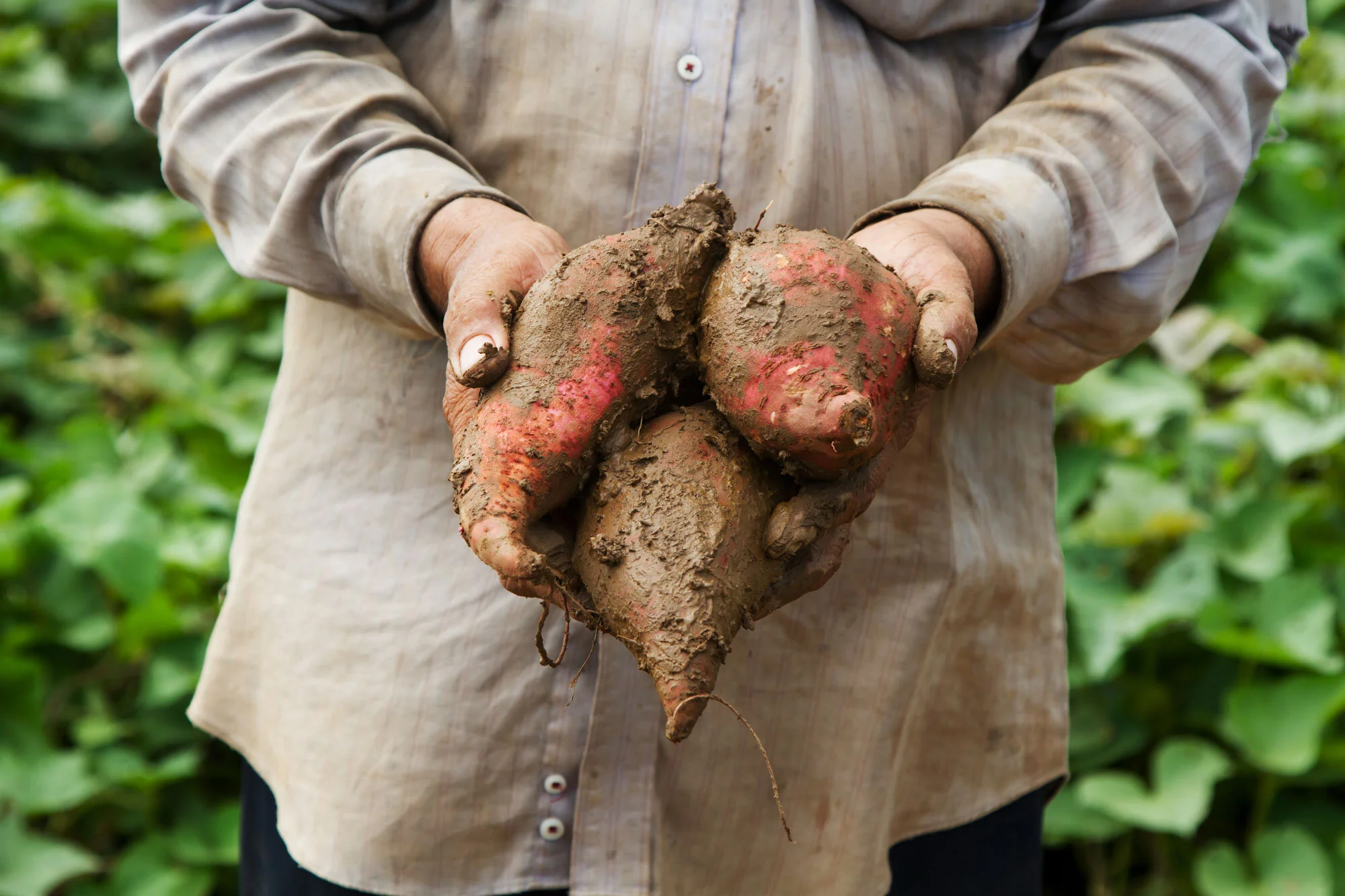 Sweetpotato-Vietnam.jpg