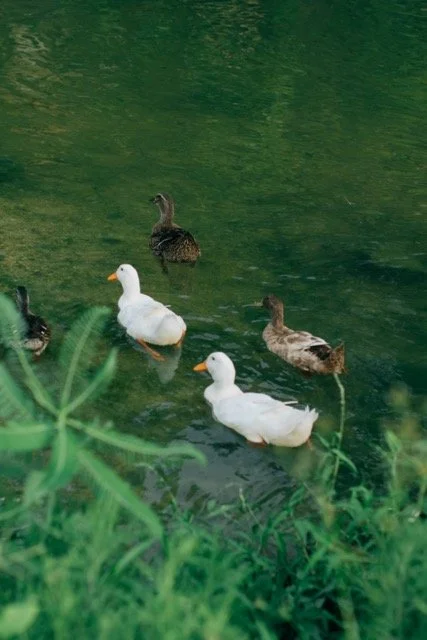 1Q1A3400 Medium.jpeg