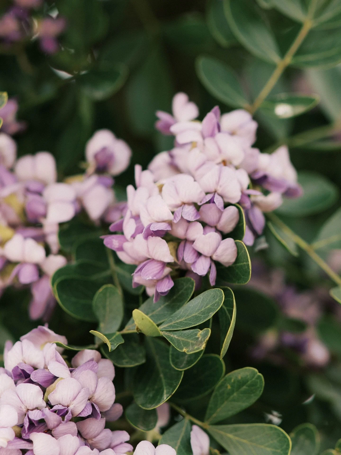 Spring just entered the chat 💬🌸✨🪻

Spring is by far my favorite time of the year, for portraits that is! I&rsquo;m looking forward to all of this year&rsquo;s bluebonnets family sessions and spring senior sessions! 

I have limited availability, s