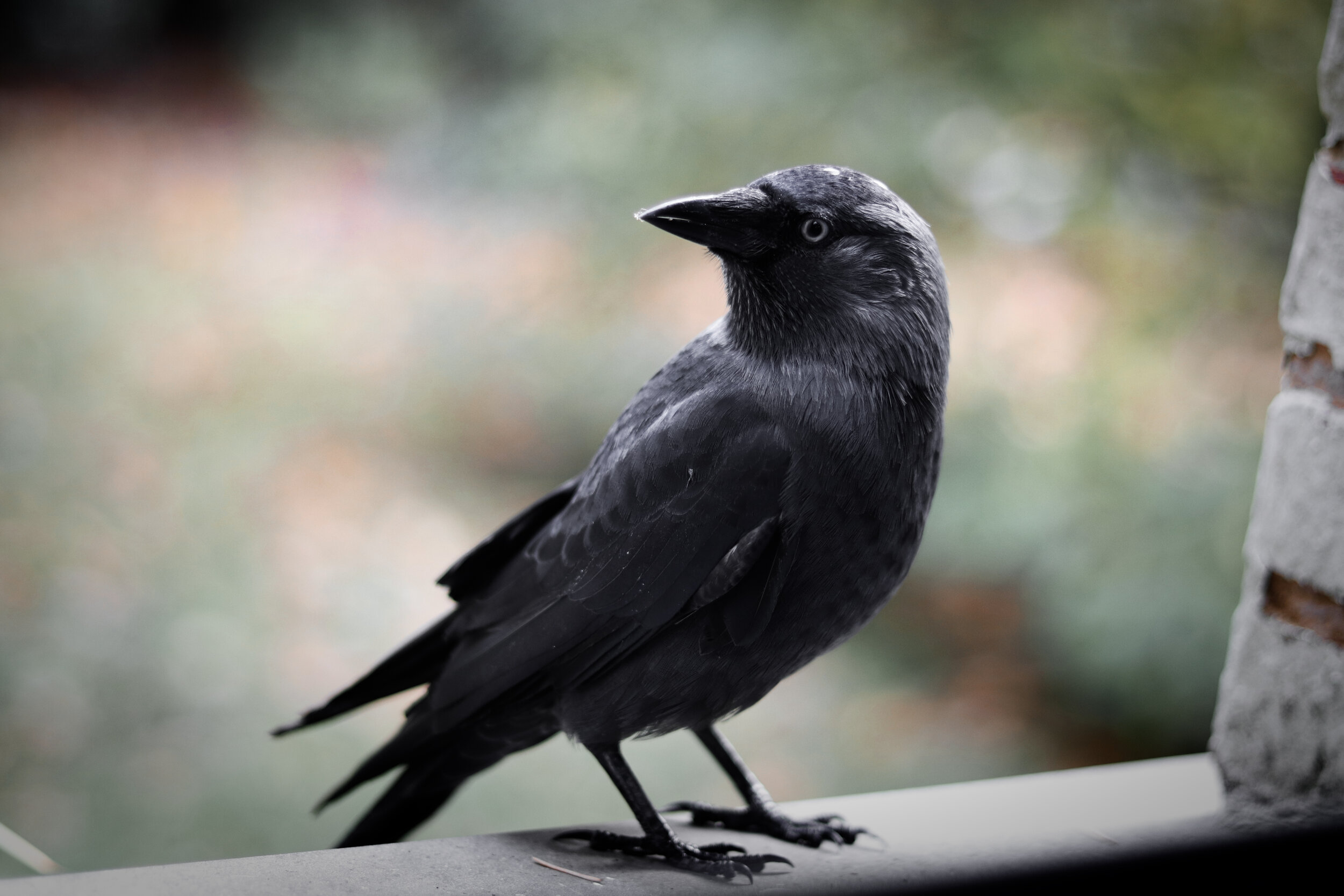 bird - crow
