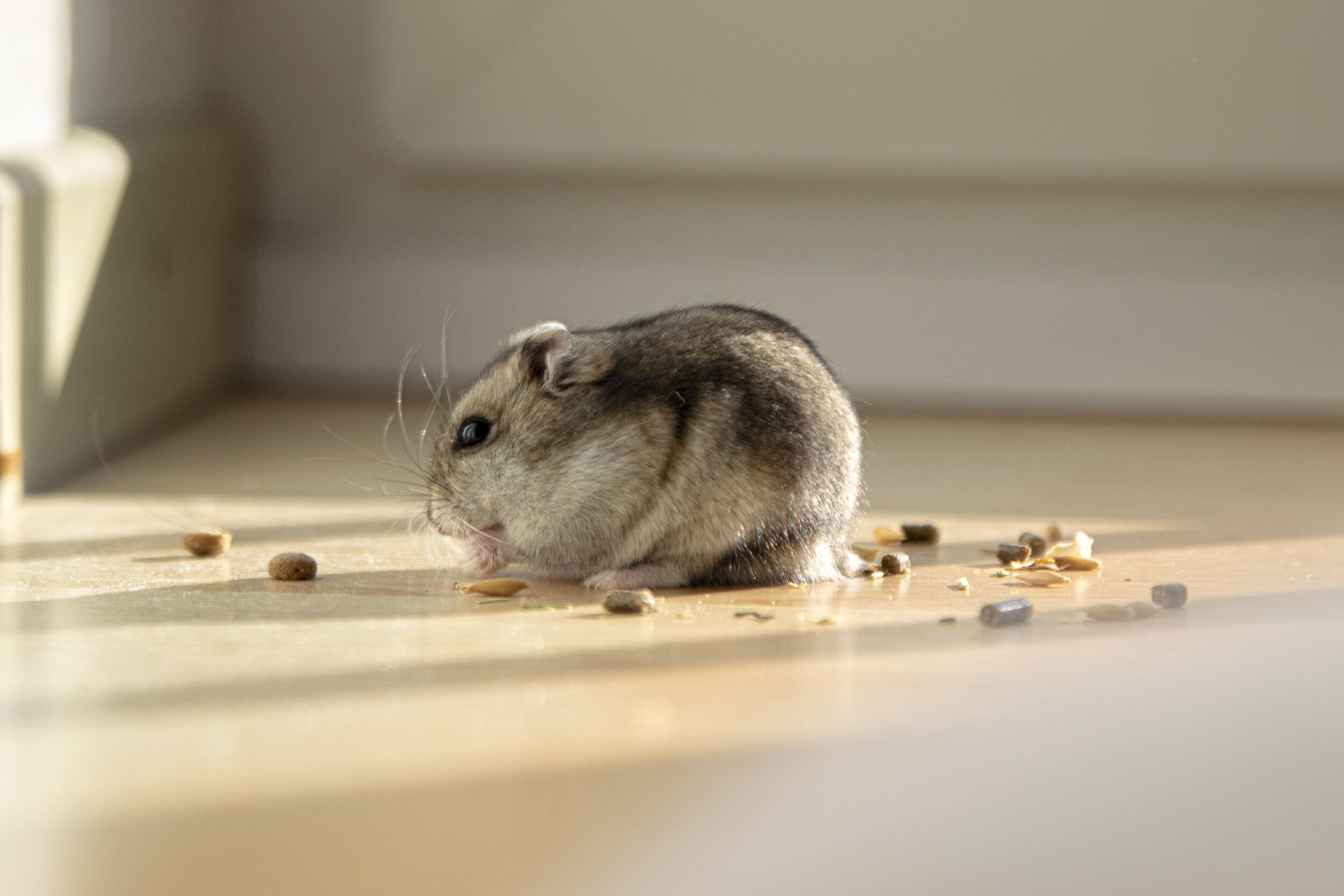 mouse