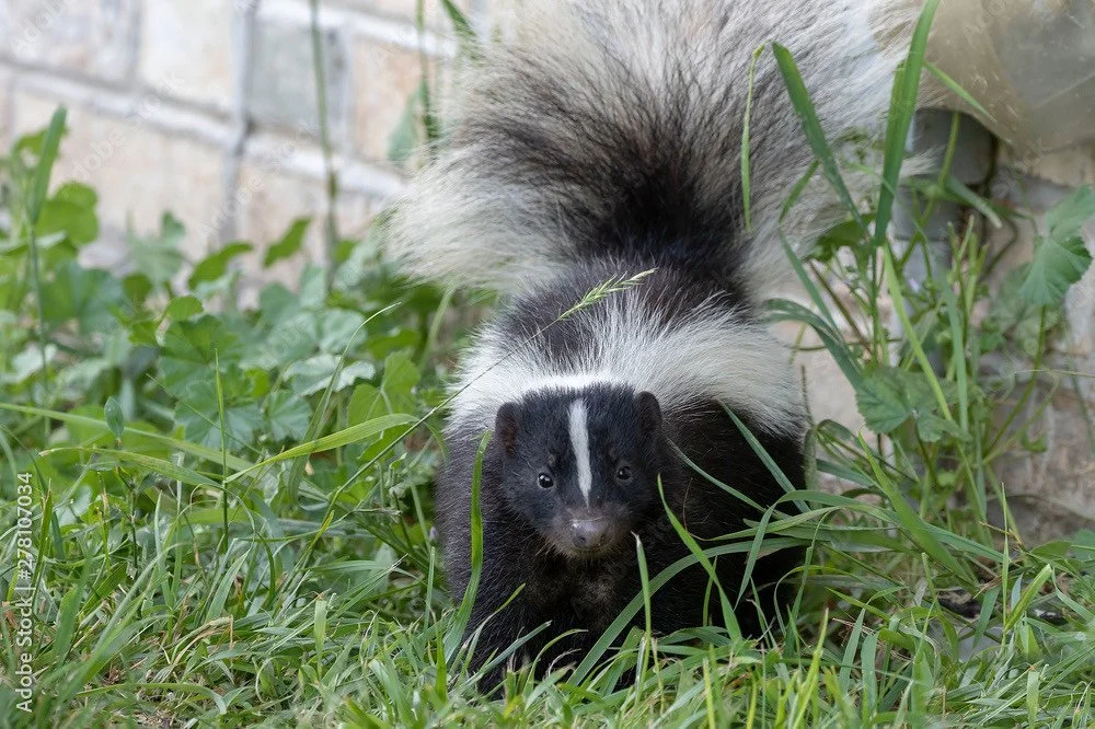 How to Remove Skunk Odors: Best Options for Getting Rid of the Stink