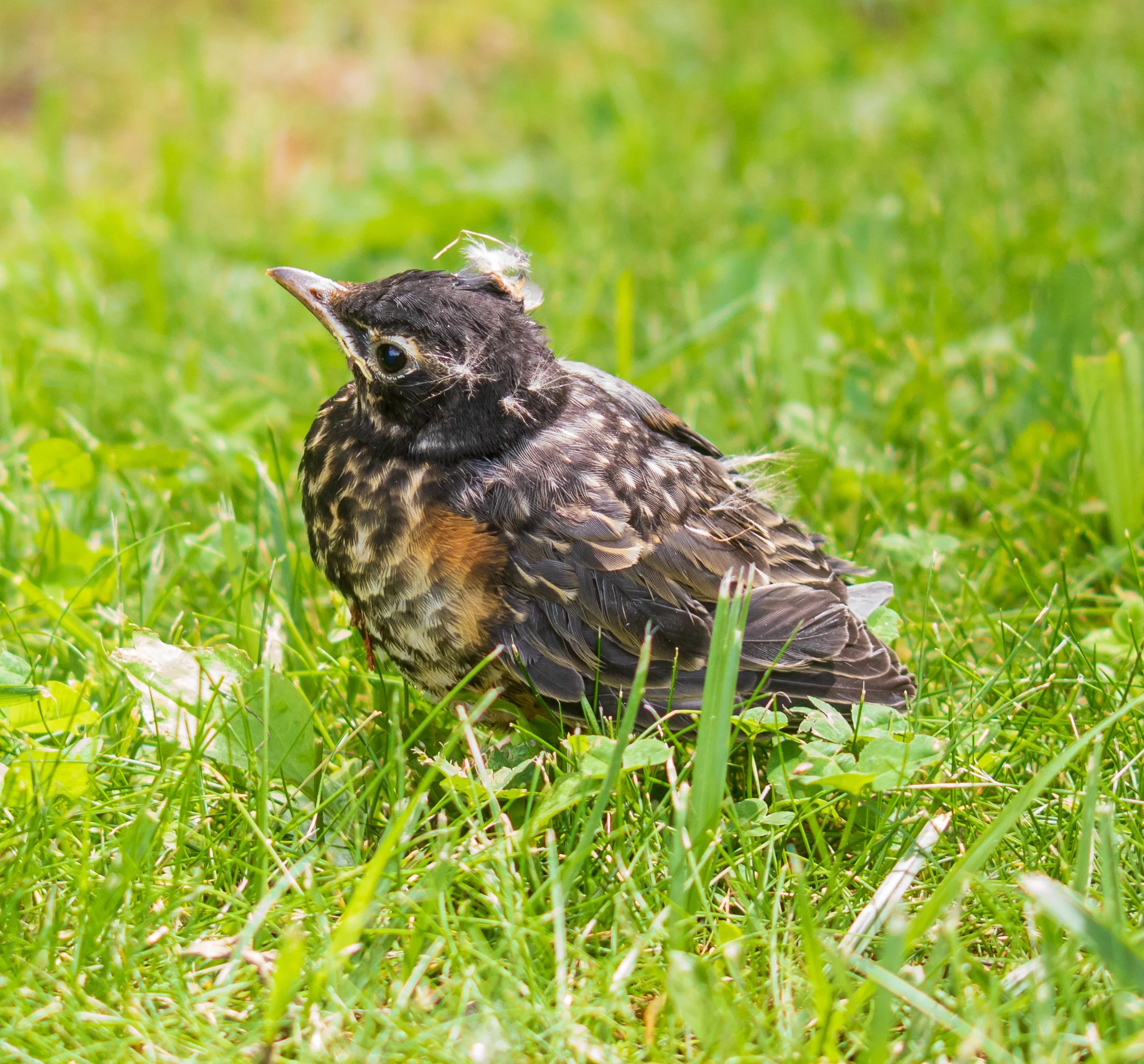 Fledgling Birds: Why You Should Leave Them Be