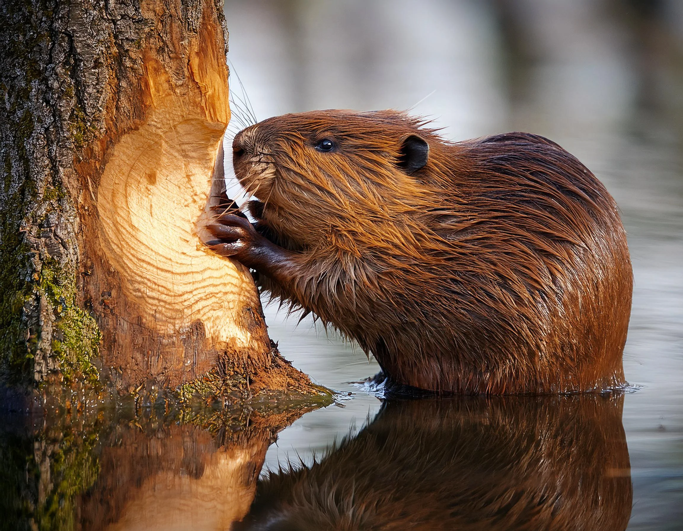 Understanding the Nuisance Behavior and Damages Caused by Beavers