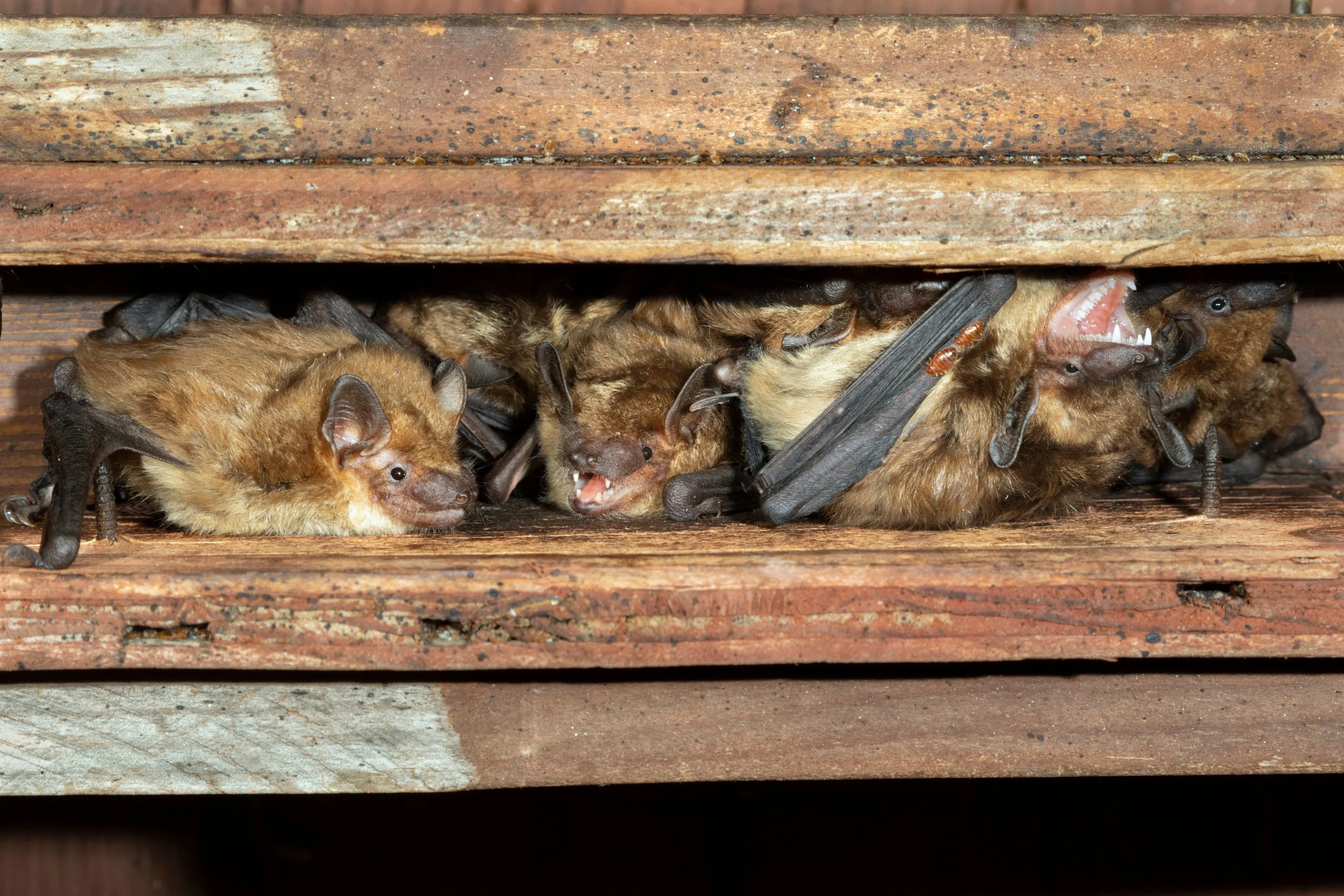 10-Eleven: Your Local Bat Removal Experts