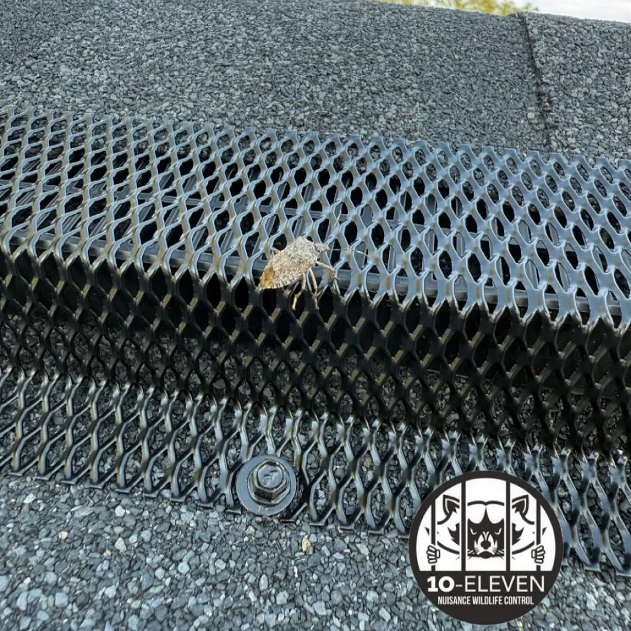 Ridge-Guard&reg;: Not Just for Squirrels and Bats.

Here&rsquo;s a perfect visual reminder that every gap is an invitation &mdash; not just to wildlife, but to insects too. This determined stink bug thought it had found the fast lane to the attic&hel