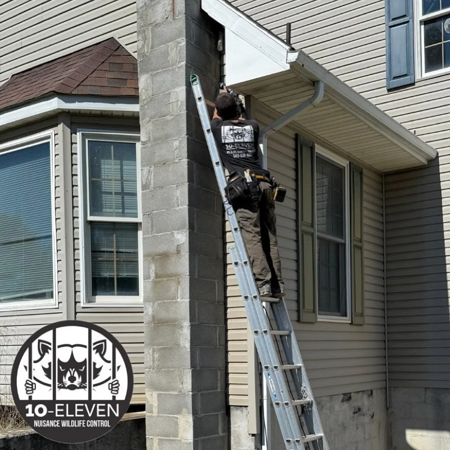 Quality materials. Proven results.

At 10-Eleven, we don&rsquo;t cut corners when it comes to protecting your home. We use only tested, high-quality exclusion products designed to stand up to the elements &mdash; and to the persistence of wildlife an