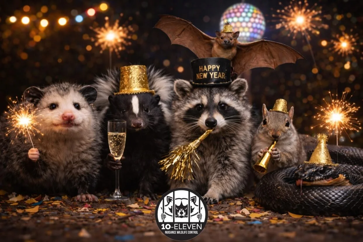 As the year comes to a close, we want to say thank you to everyone who supported 10-Eleven Nuisance Wildlife Control this past year. We&rsquo;re grateful for our customers, our team, and the communities we serve across Virginia.

Here&rsquo;s to a sa