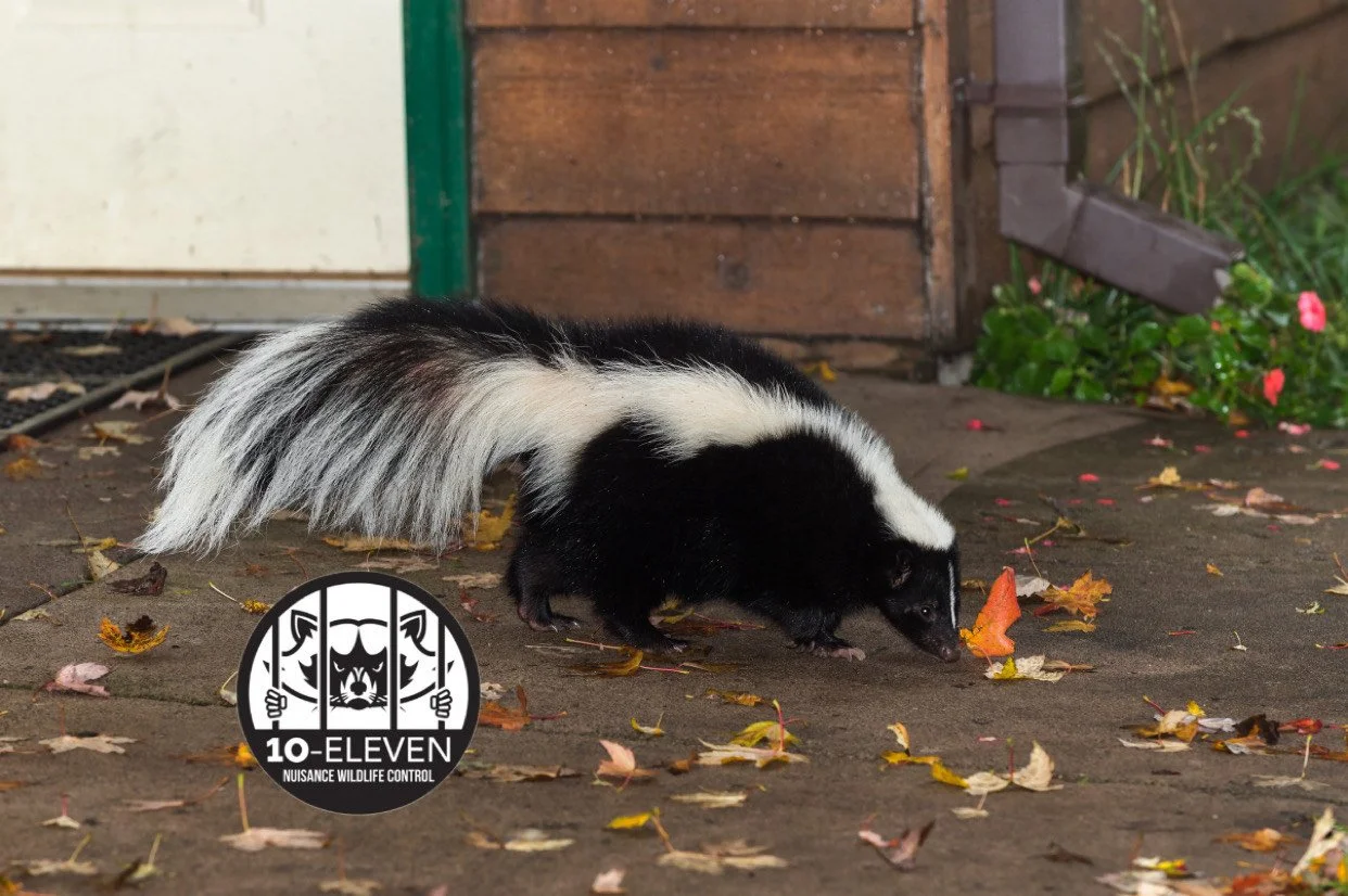It’s “Skunk Season” — Why Activity Is Spiking Right Now