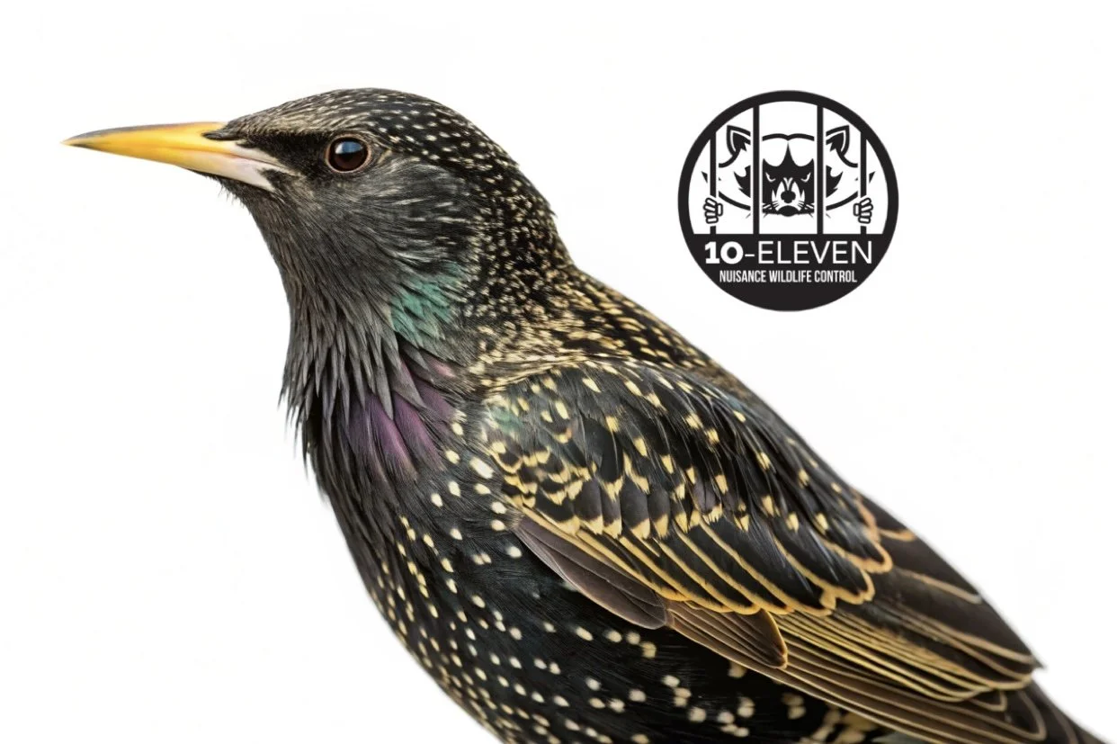 European Starlings: An Invasive Bird Causing Big Problems for Homes
