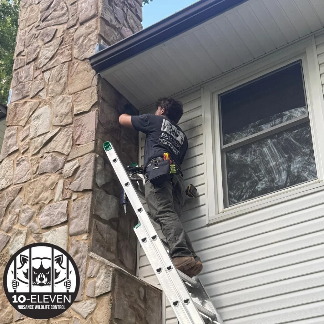 It&rsquo;s a busy time of year at 10-Eleven! 🦇

We&rsquo;re currently working through a full schedule of priority bat exclusion projects. With a limited seasonal window for this work, our Wildlife Control Operators are making the most of every avail