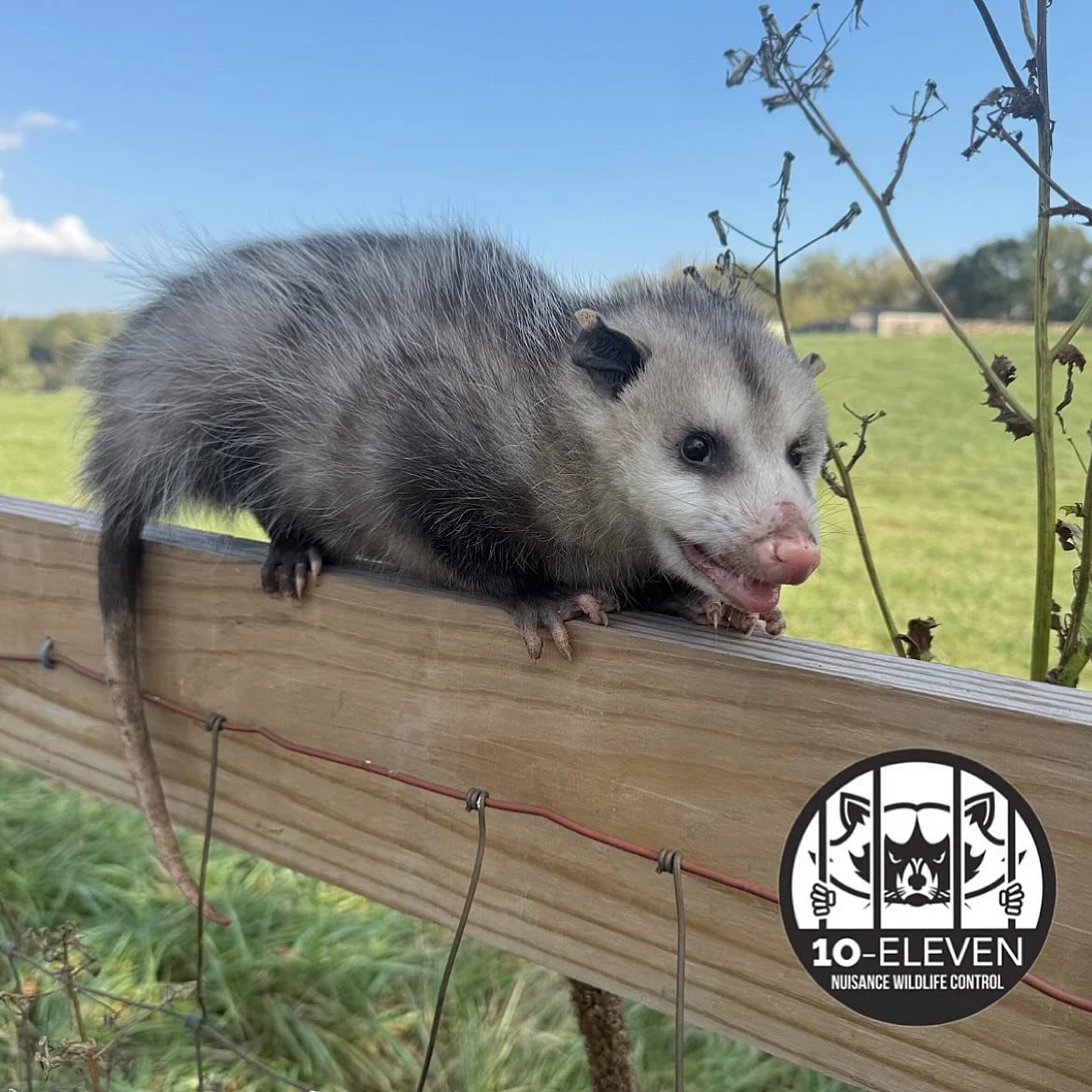 OPOSSUMS: SEPARATING FACT FROM FICTION!

Virginia&rsquo;s only native marsupial, the Virginia opossum, is one of the most misunderstood animals we encounter in wildlife control. You&rsquo;ve probably heard that they&rsquo;re immune to rabies, eat tho