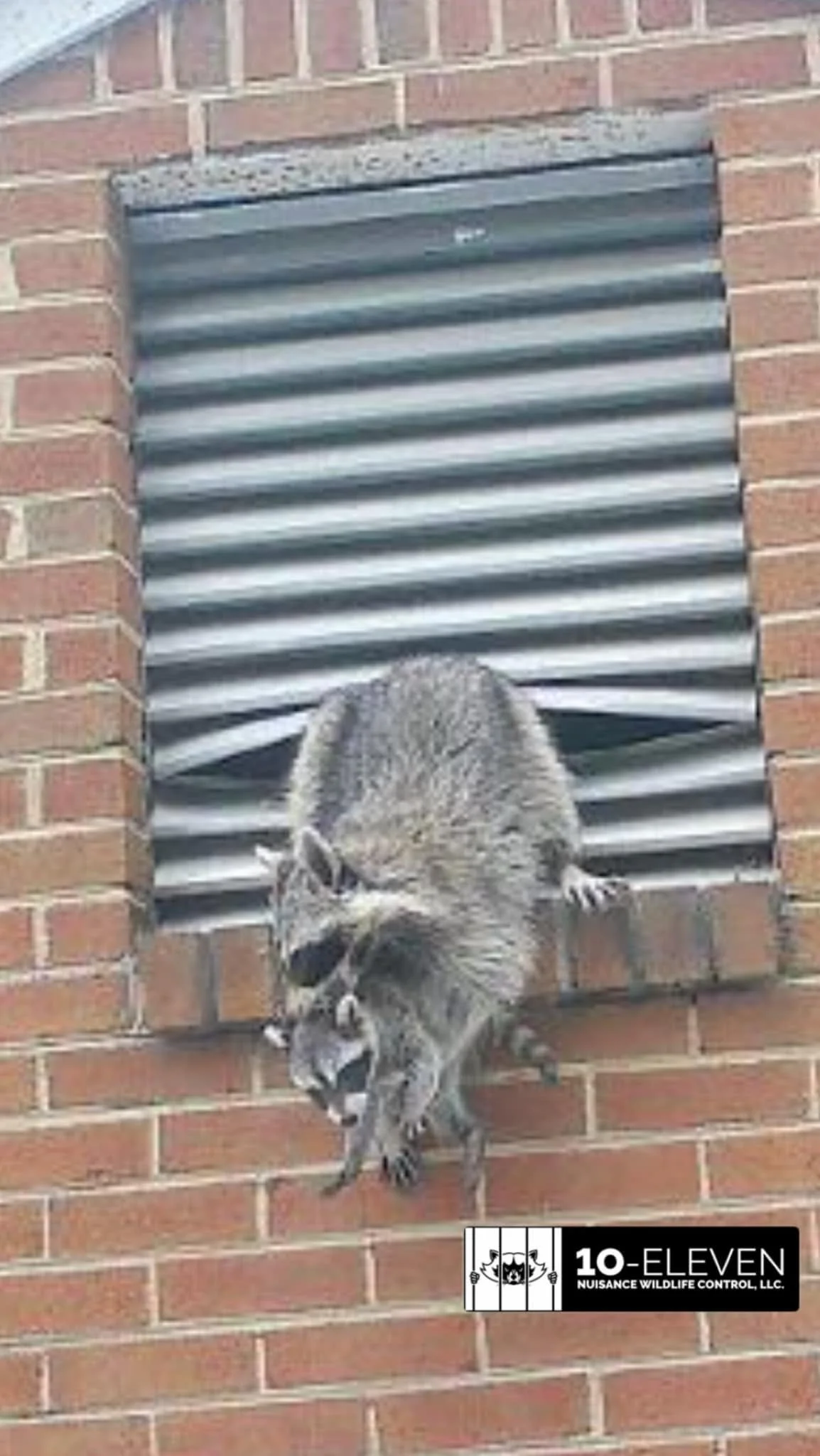 Vienna, VA Wildlife Damage: What Homeowners Should Watch For