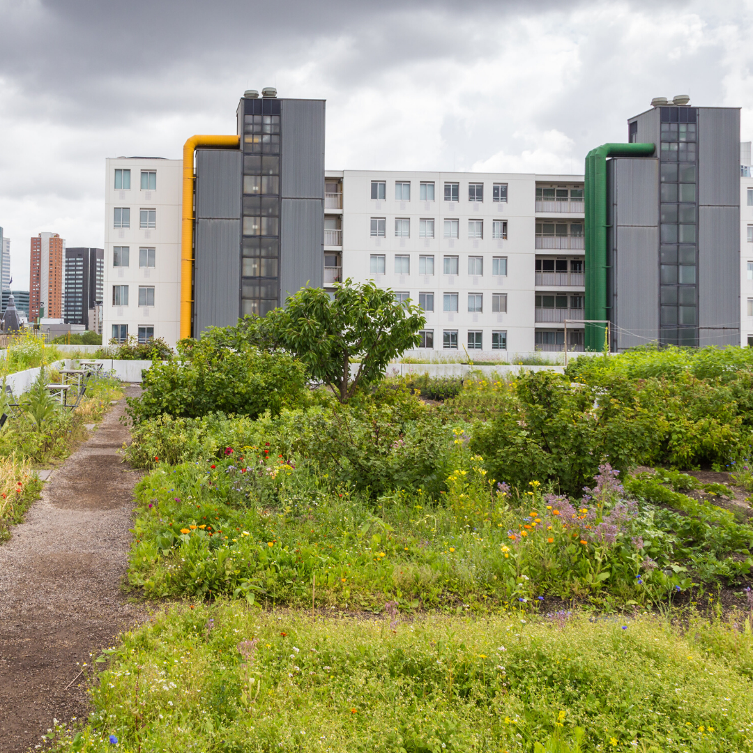 Roof top urban farms bringing back biodiversity to the grey jungle