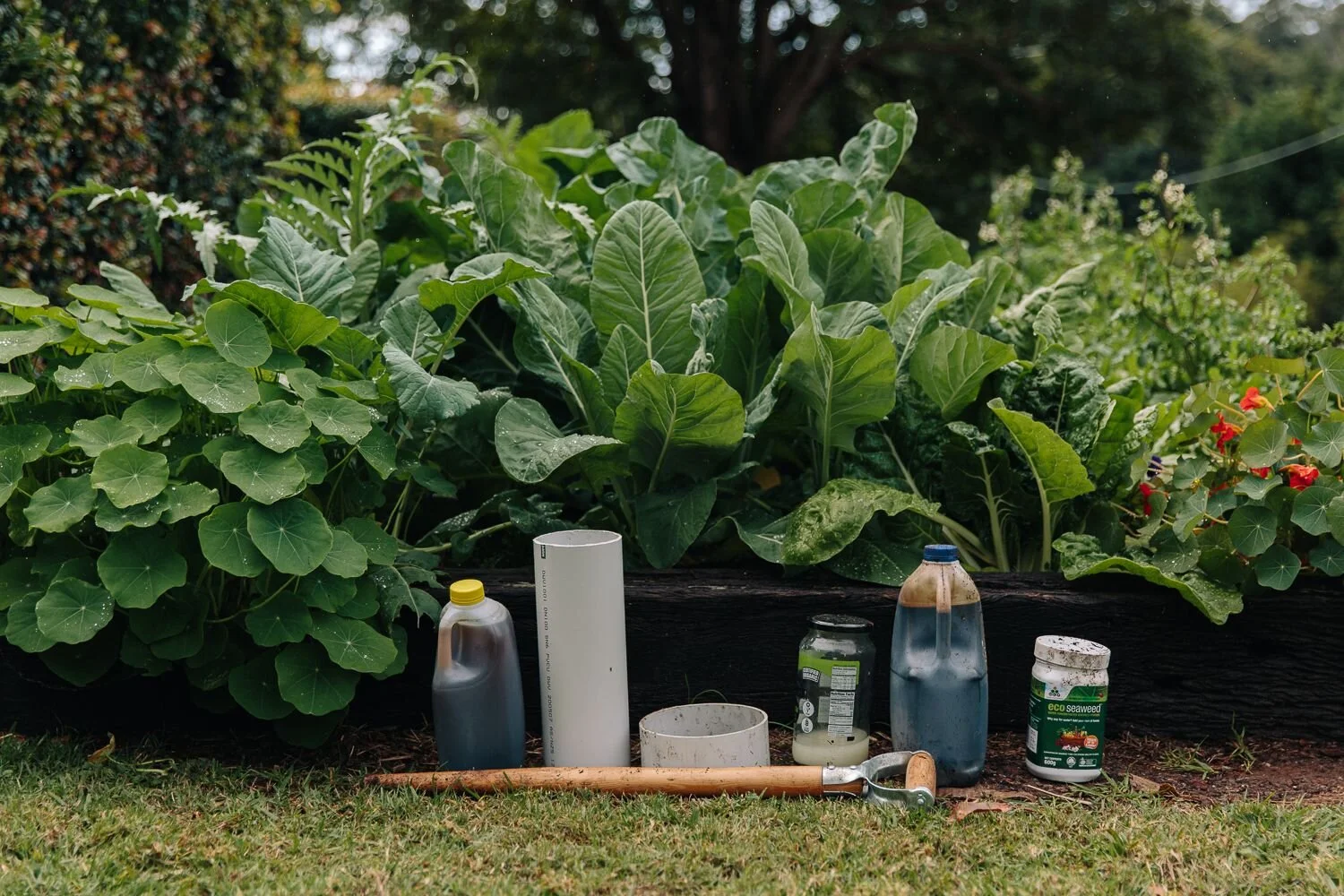 From lawn to thriving vegetable garden in just 12 weeks. 100% organic, using biodynamic and regenerative practices. PHOTO: Sabine Bannard
