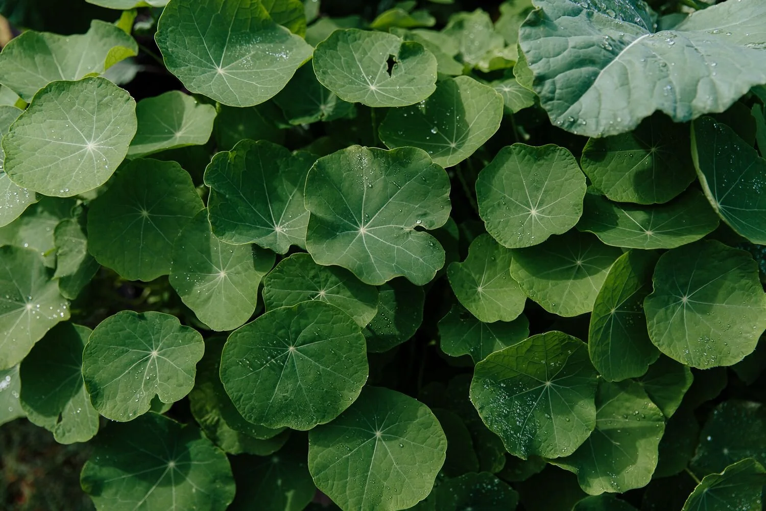 NASTURTIUMS.jpg