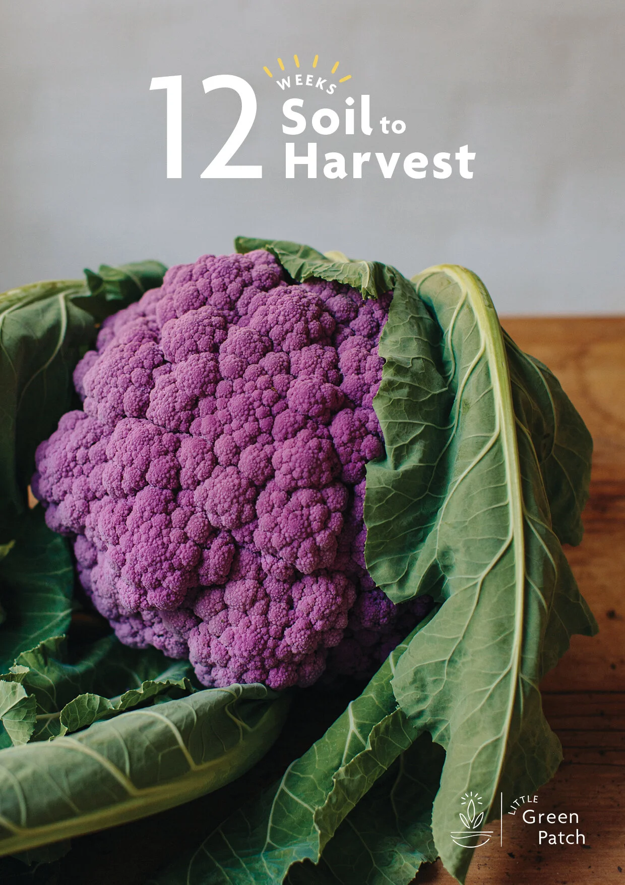 Soil-to-harvest-271120.jpg