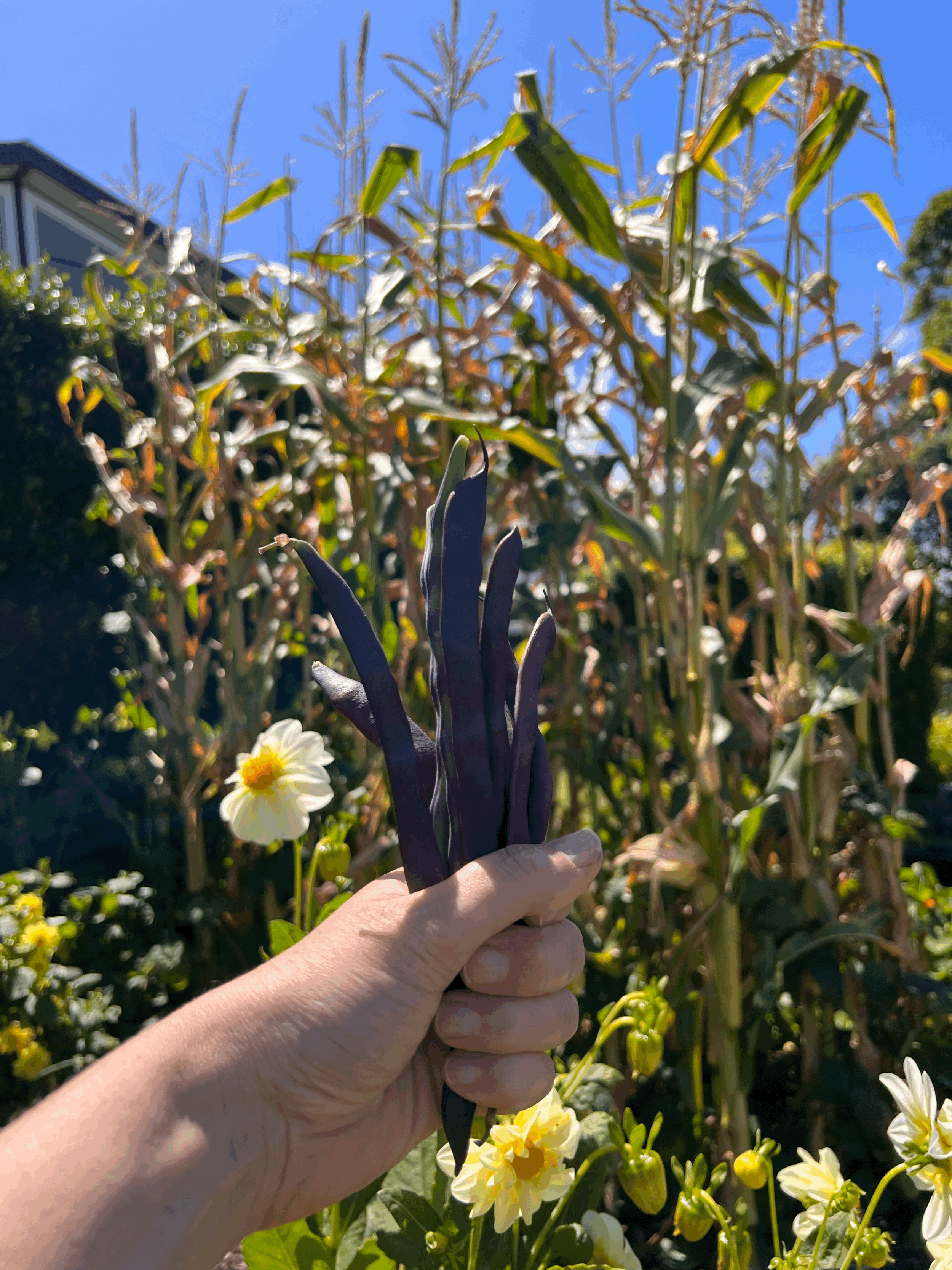 THE BENEFITS OF COMPANION PLANTING IN YOUR GARDEN