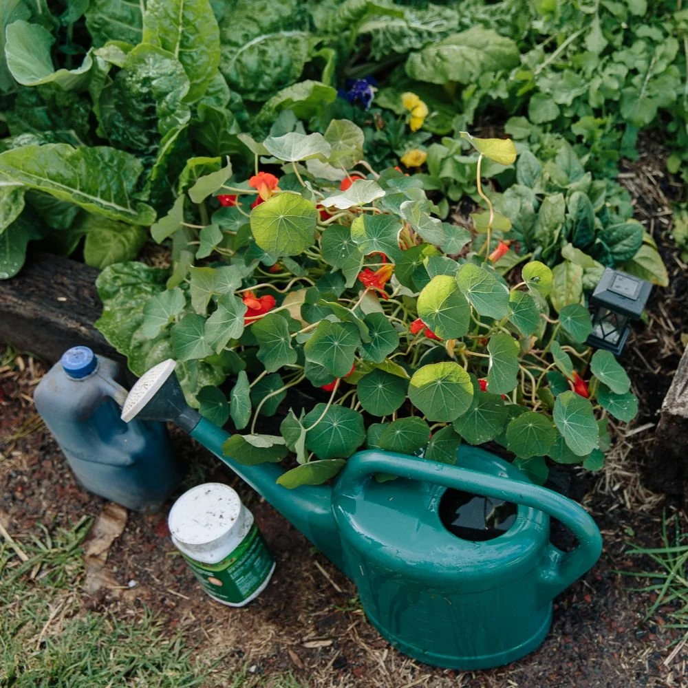 3 BOOKS THAT CHANGED THE WAY I GROW VEGETABLES FOREVER