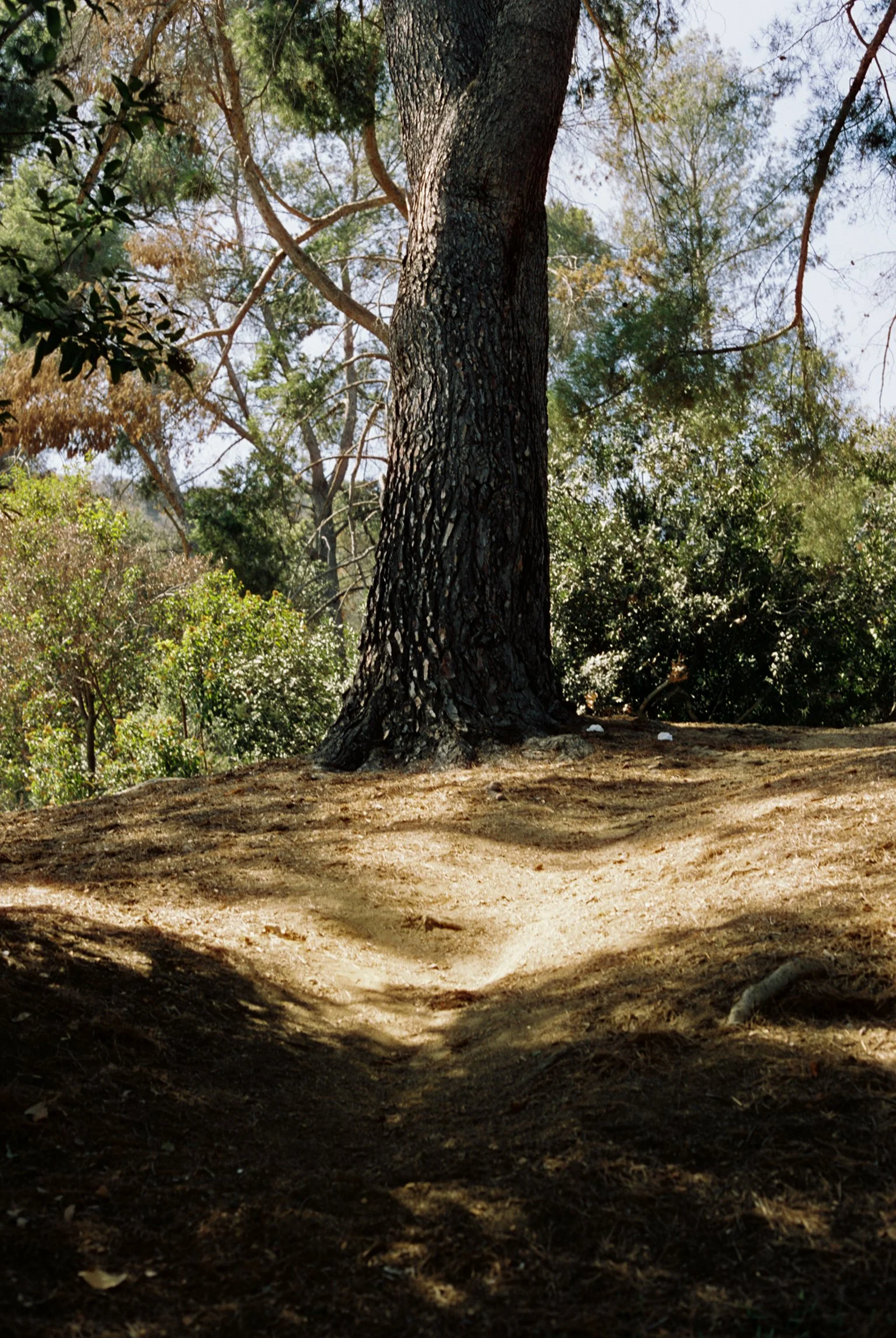 Tree wit da shadows.jpg