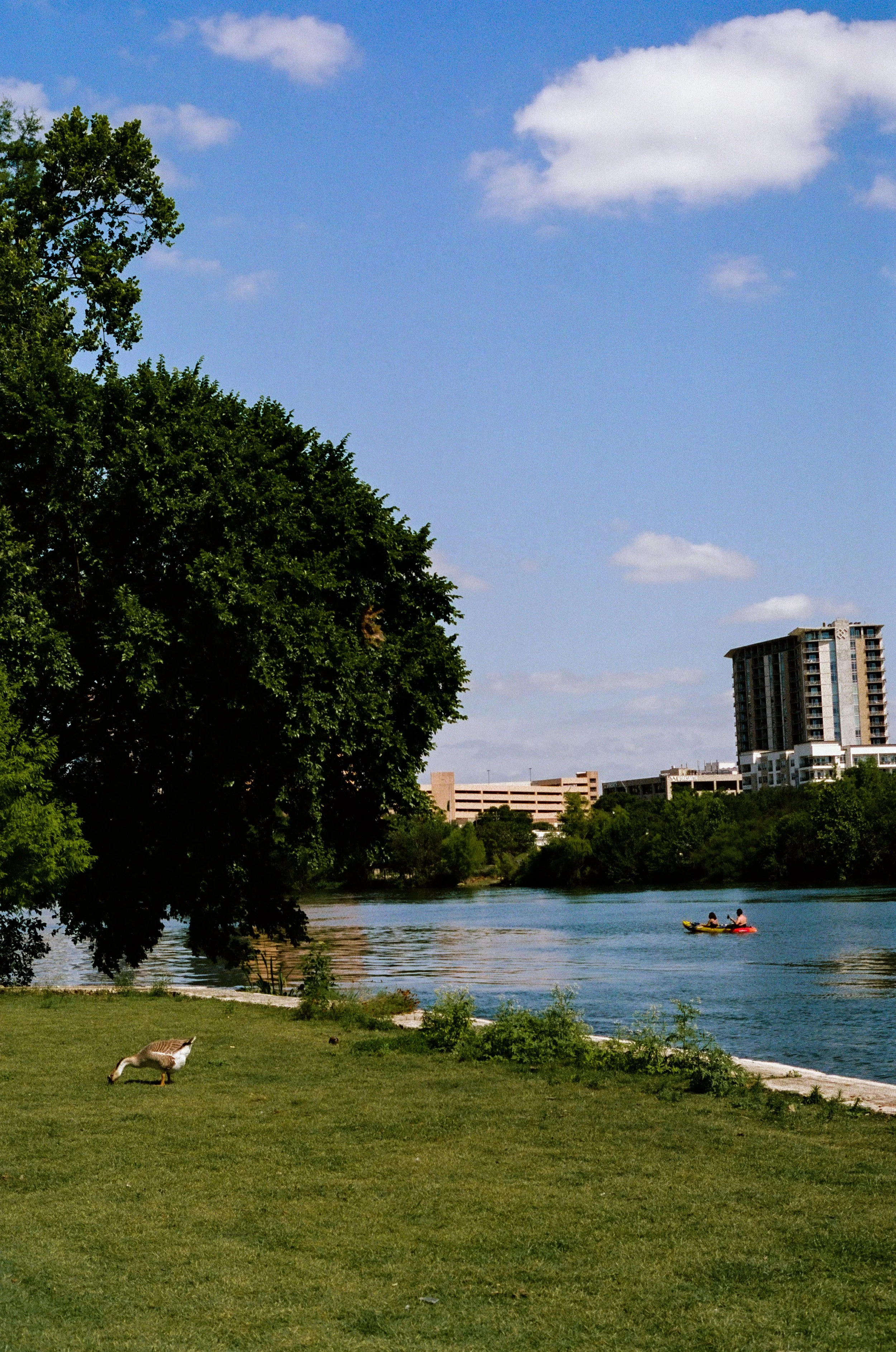 Two Kayaks and a Duck.jpg
