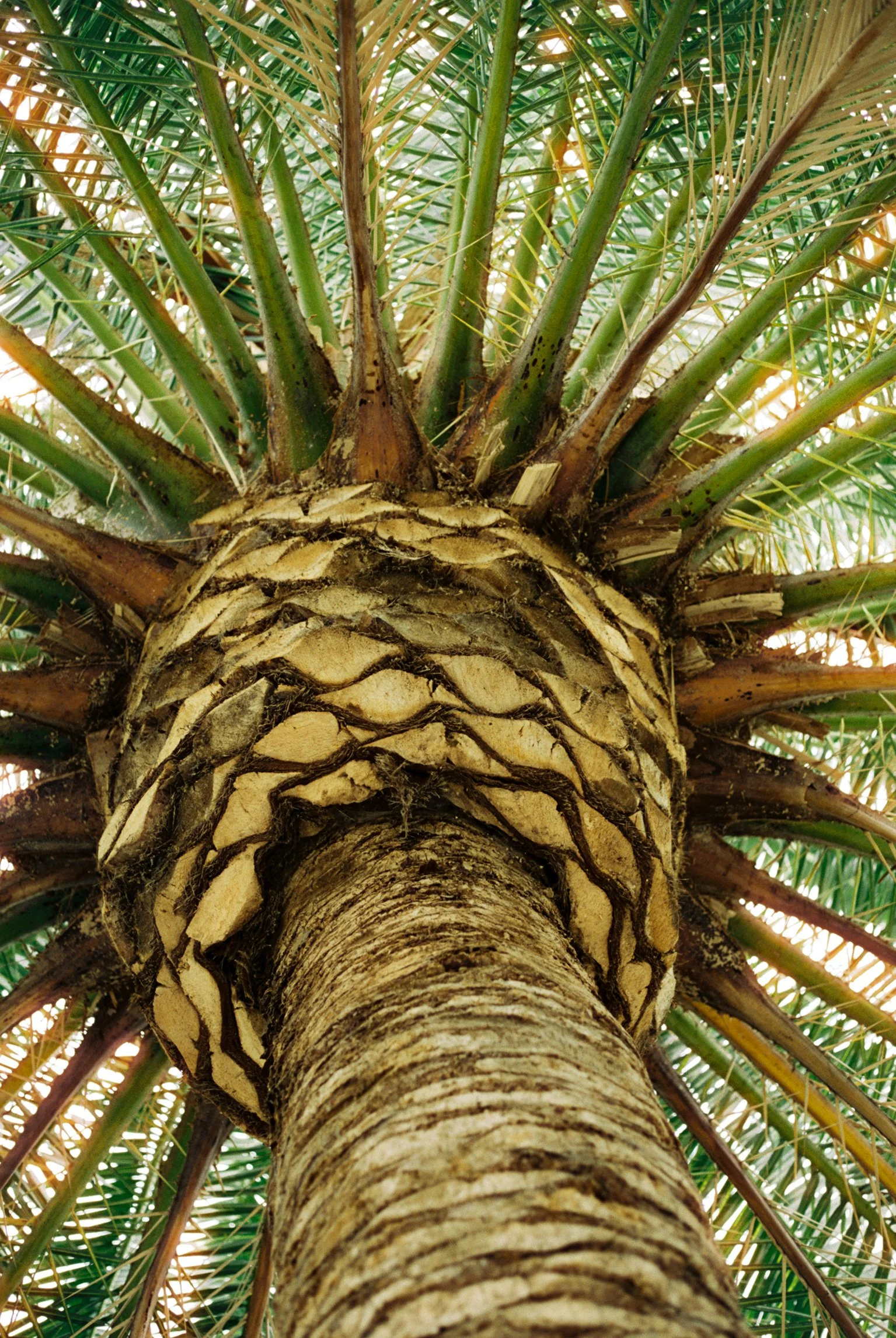 Nature's Umbrella.jpg