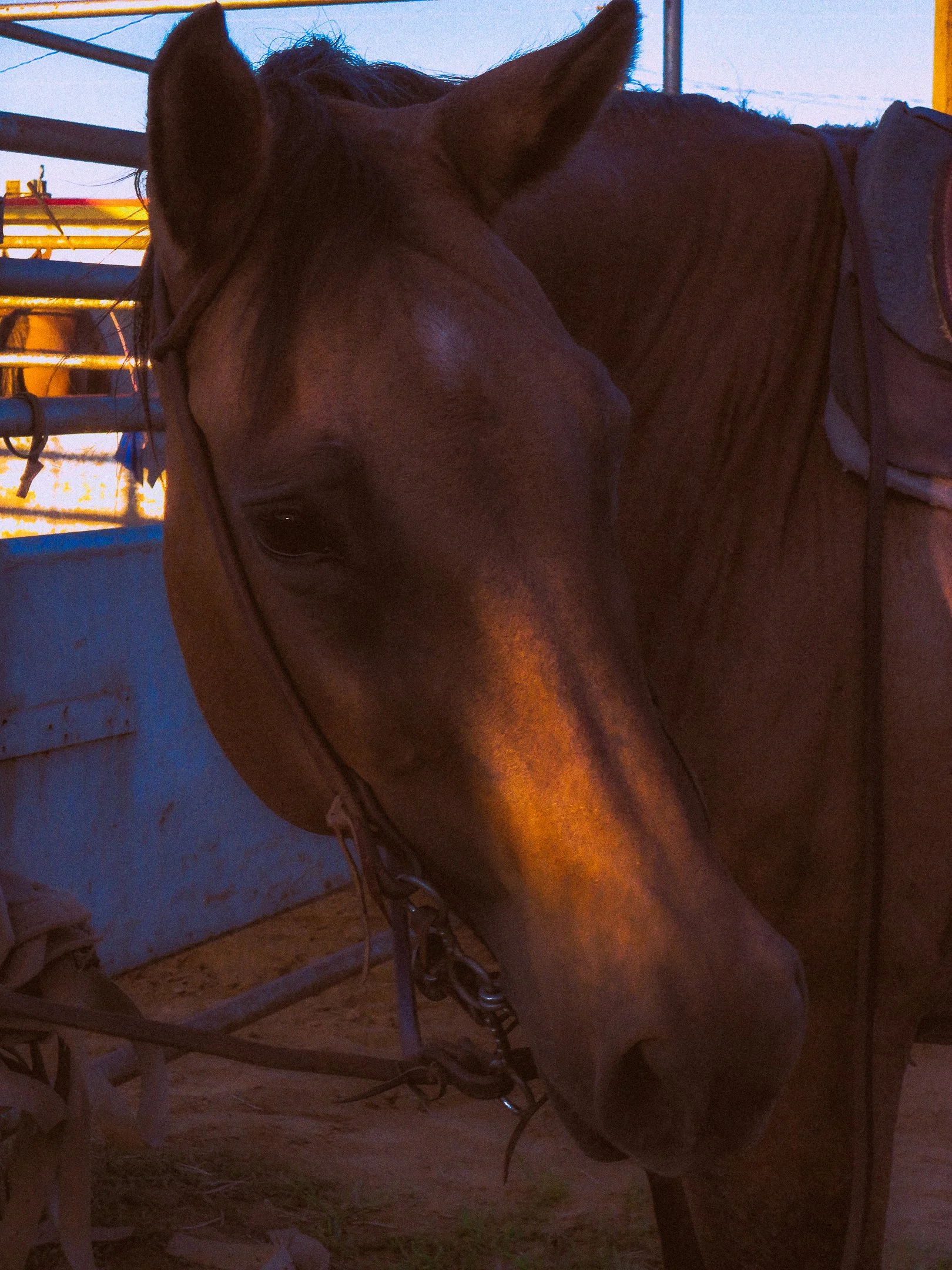 Rodeo-4.jpg