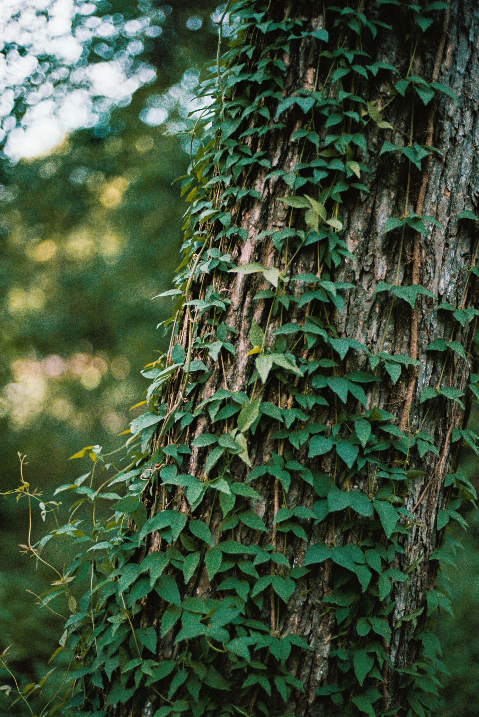 Branches on the trees (Slightly Brighter).jpg