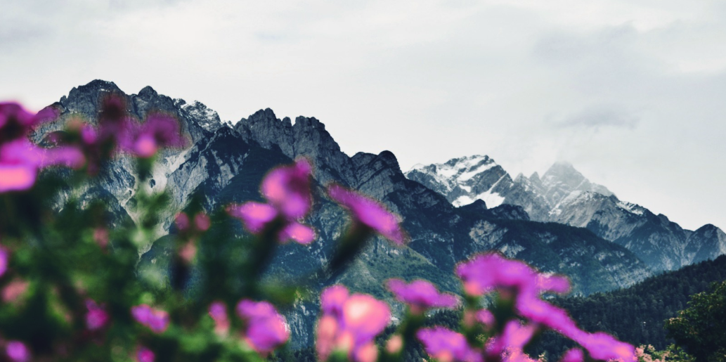 Grey snowy mountain with pink flowers blooming representing new confidence.
