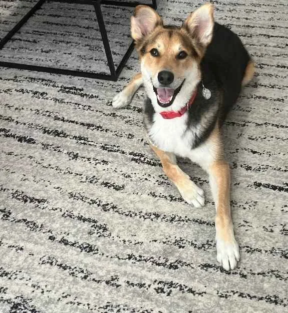 Loki, Wellcore Healing’s therapy sidekick, sitting and smiling indoors