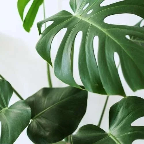 Monstera plant against white wall in therapy office