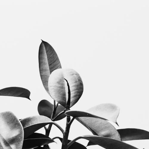 Black-and-white rubber plant leaves against a light background