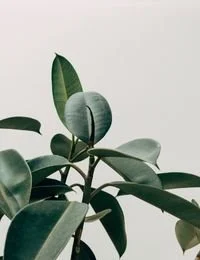 Close-up of green rubber plant leaves against a white background