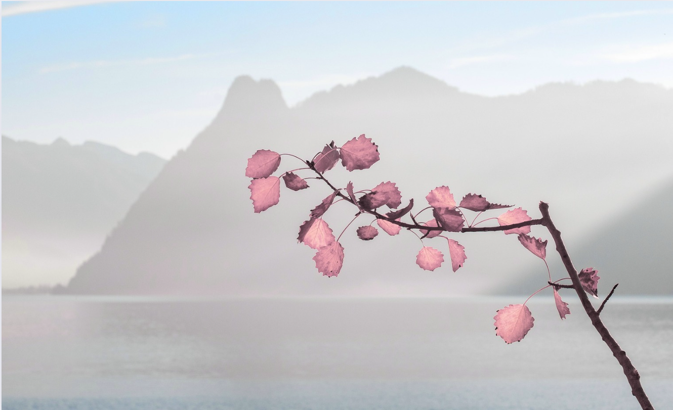 Alpine Mountain fading in the background with blue sky and pink leaves representing a entrepreneur therapy retreat.
