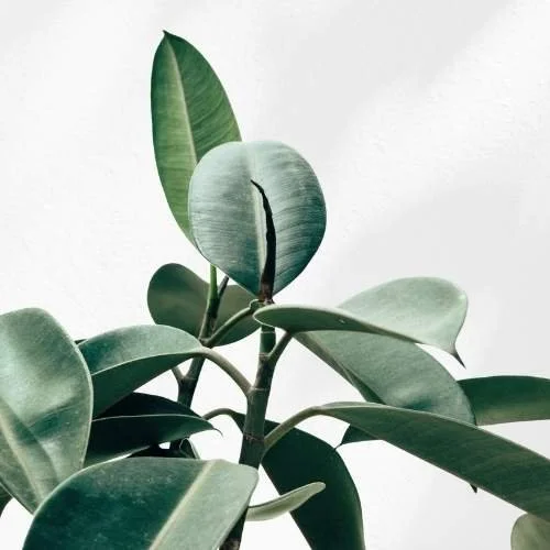 Close-up of a rubber plant with green leaves and a new leaf emerging.