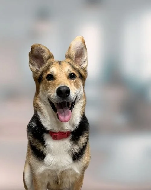 Shepherd dog mix sitting on ground smiling against white background