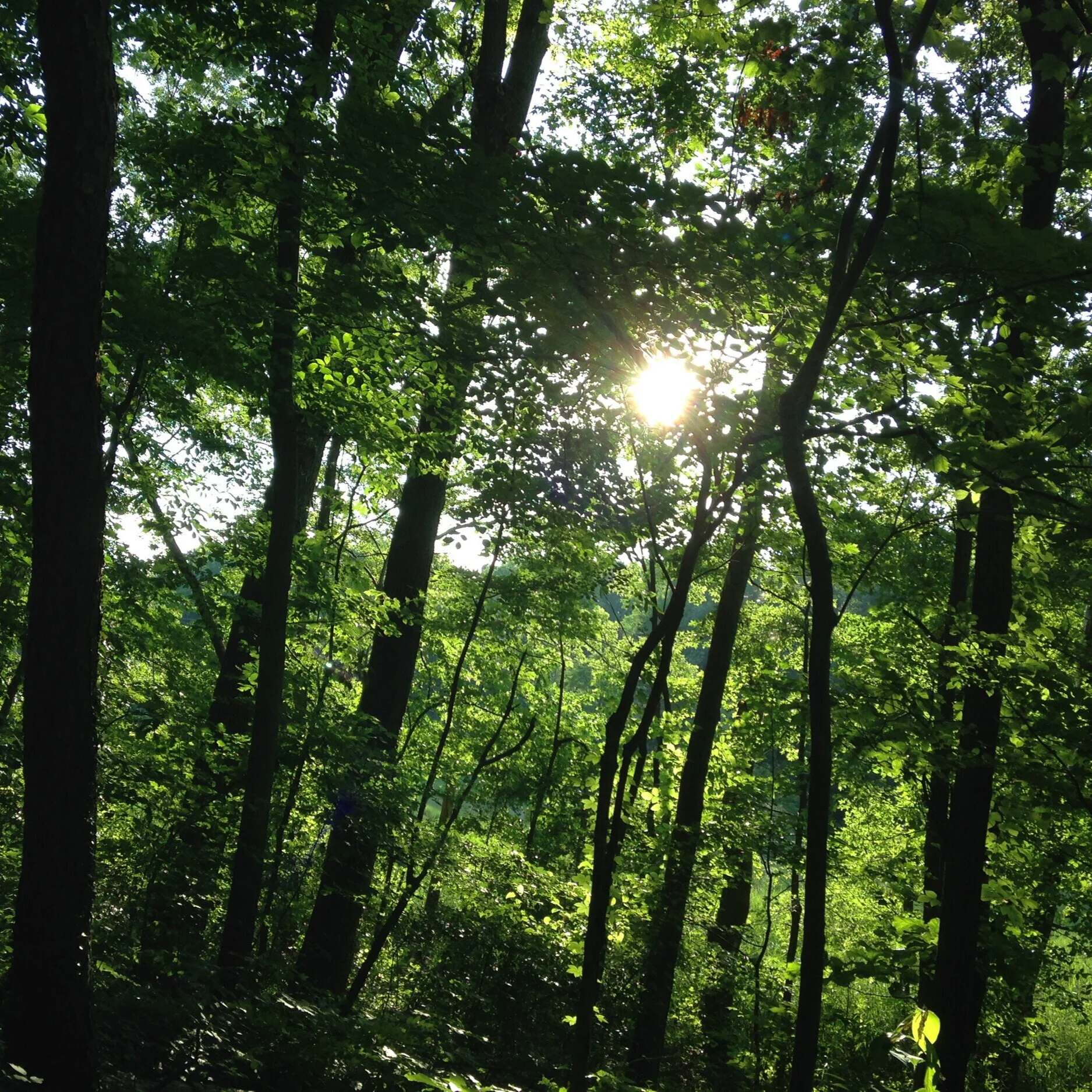 The+Branches.jpg