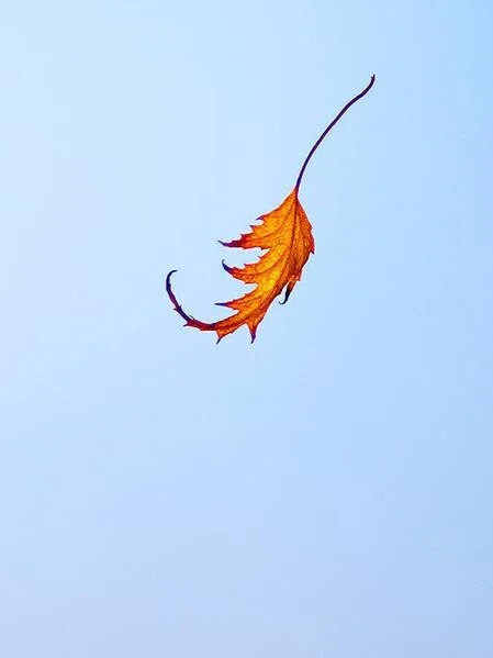 Falling+Leaf.jpg