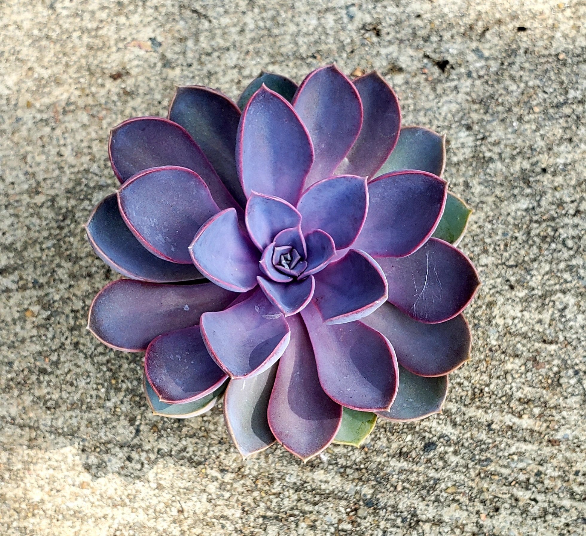 Echeveria Purple Pearl