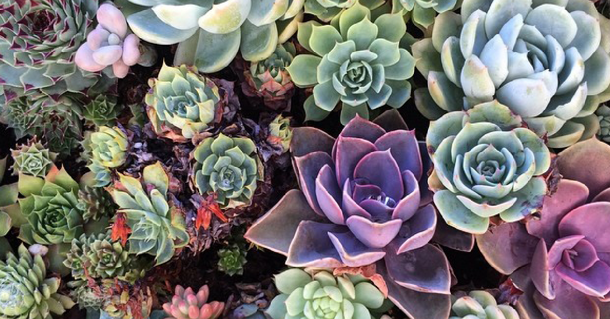succs.png