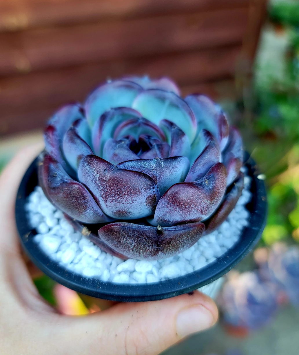 dark opal 2.png