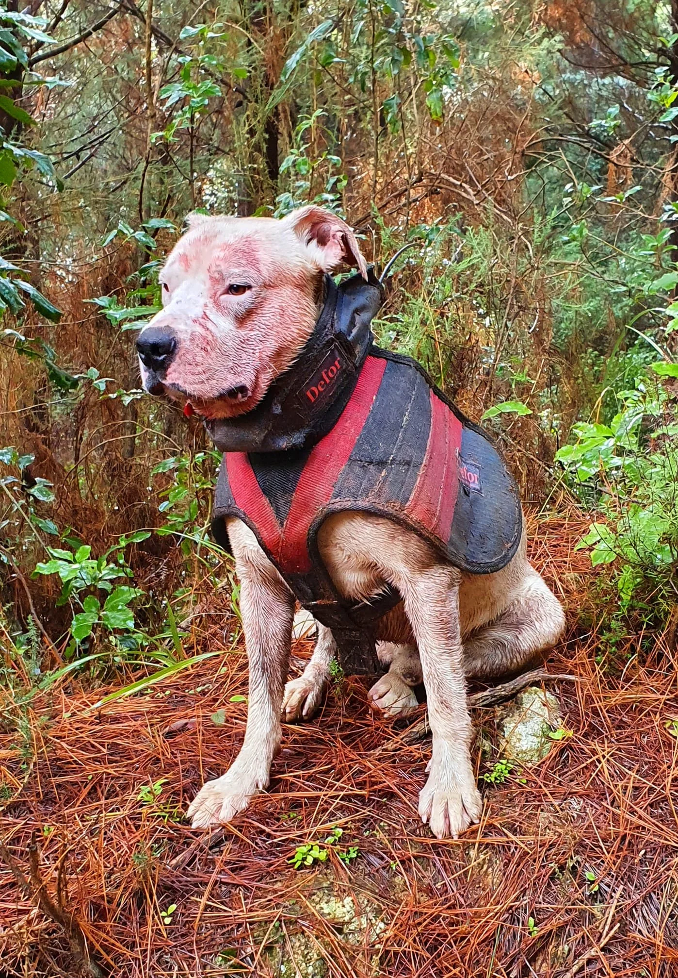 Clearance pig hunting vest for dogs Factory Sale