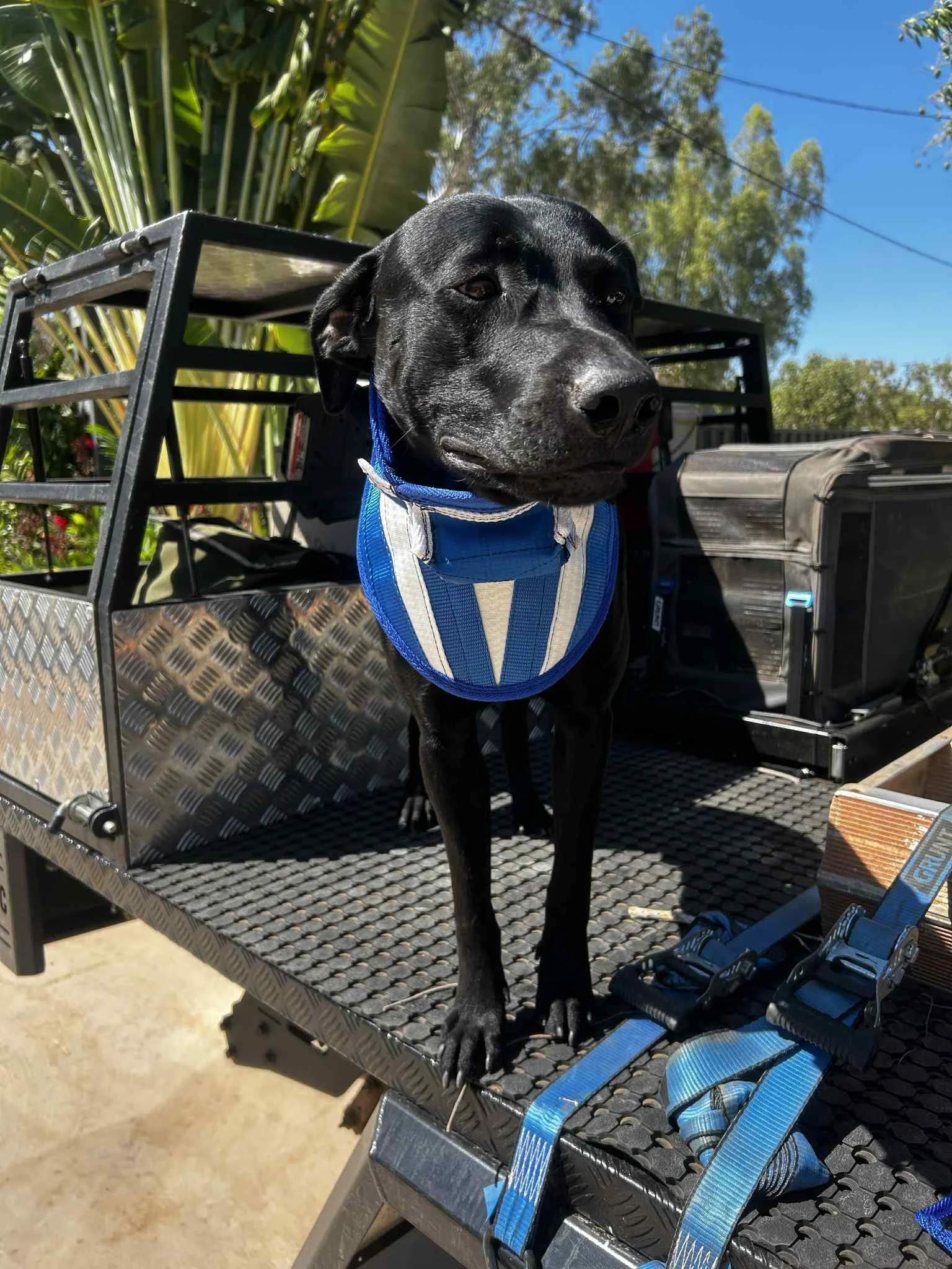 dad4a2a3-5e0a-4fb9-8d6f-53c33ea03551.jpg Tom Gray with Buck in Australia 12th September 2025..jpg