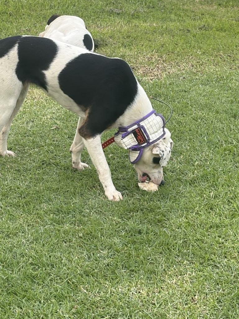 43d10d58-7fb2-422a-b61a-06bfb8c4222e.jpgDavid Wordley Girl dog  May 2025.jpg