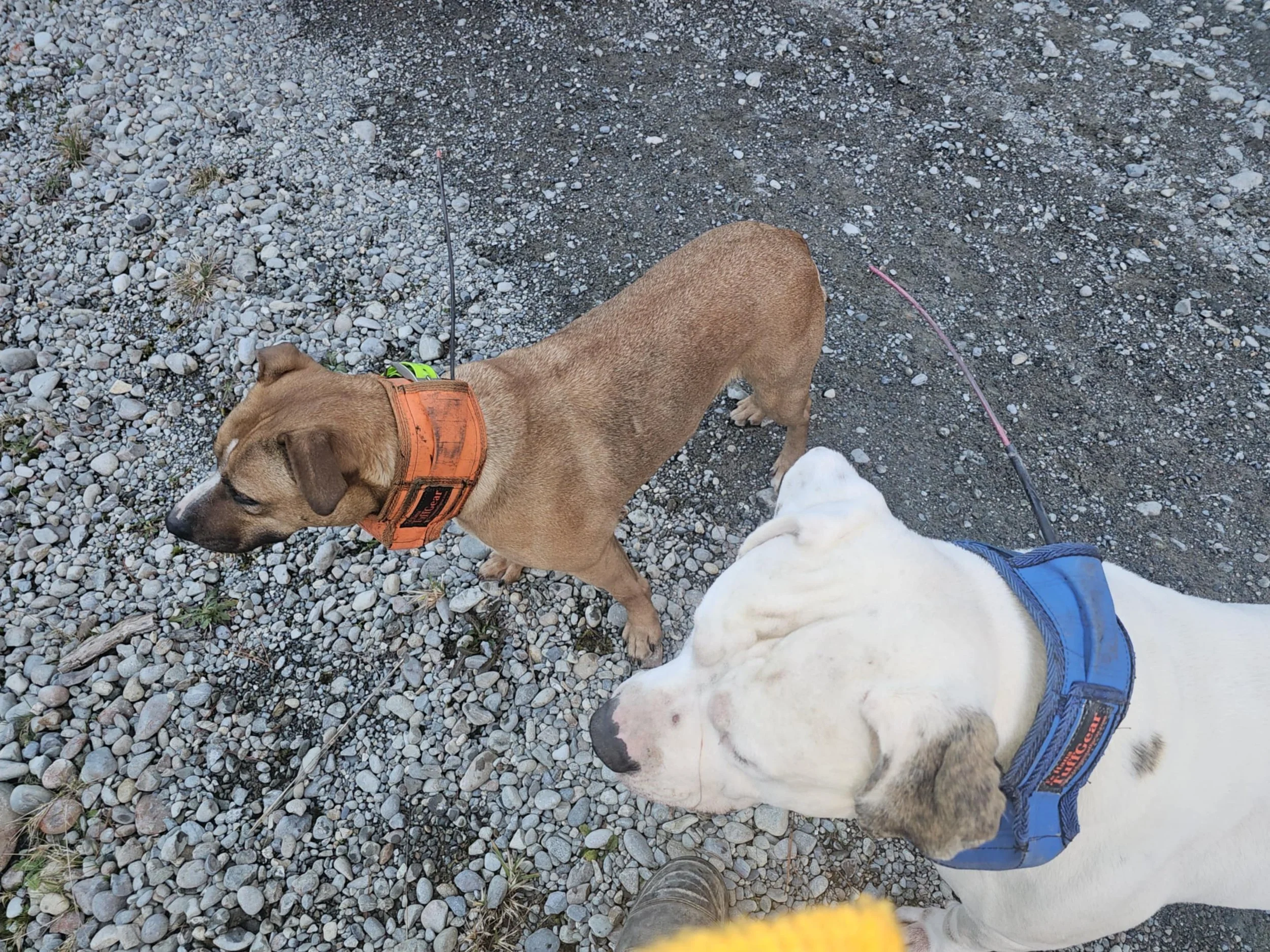 98c1c73d-ad7d-4fbd-b458-9f30b5579a55.jpg Hamish Cochrone with Herb and Moose .jpg