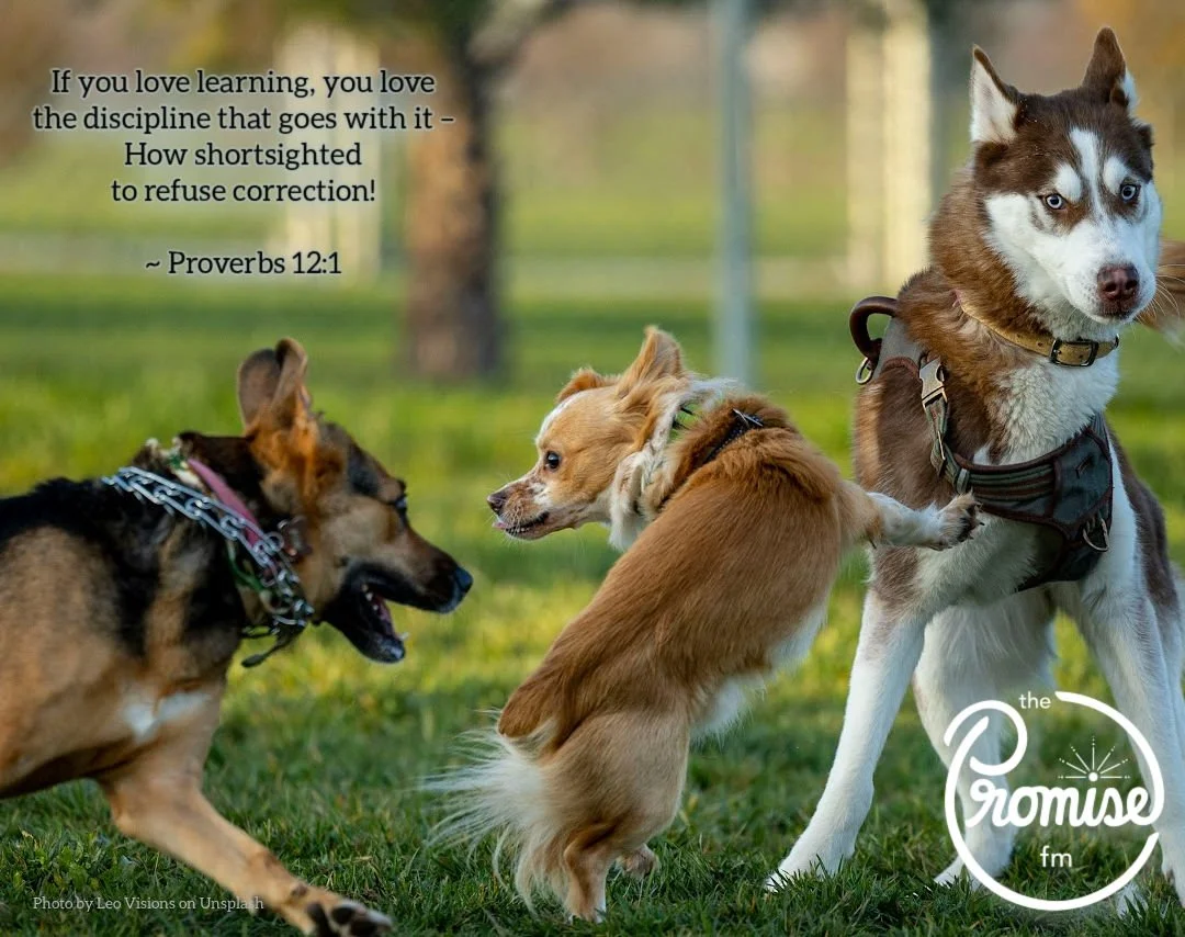 Proverbs 12 - 1080 x 854 (3).jpg